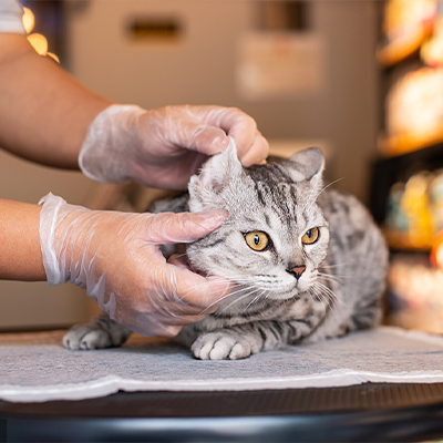 【宠物体检】爱宠猫咪狗狗全面体检尊享套餐关注爱宠健康