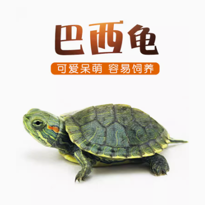 巴西龟宠物龟活体活物红耳龟水龟幼苗观赏大乌龟好养活小宠物龟苗