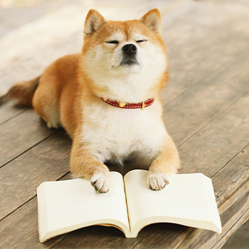 【狗狗洗澡】中型犬为主7.5-15kg 无毛长限制