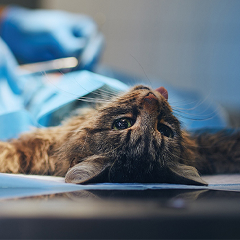 【精选套餐】信萌母猫绝育（微创、气麻、疼痛管理）专业服务让您更安心