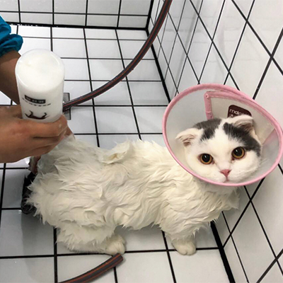 50元猫咪专业全身去油 一站式服务 健康清洁 除味美观