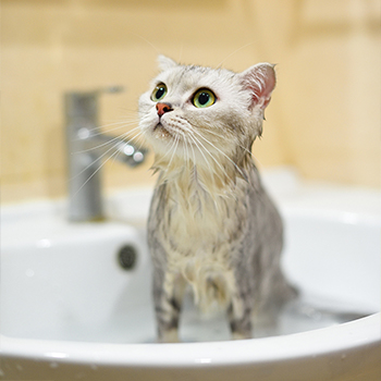 【猫咪洗澡】短毛猫洗澡不限制体重洗浴清洁