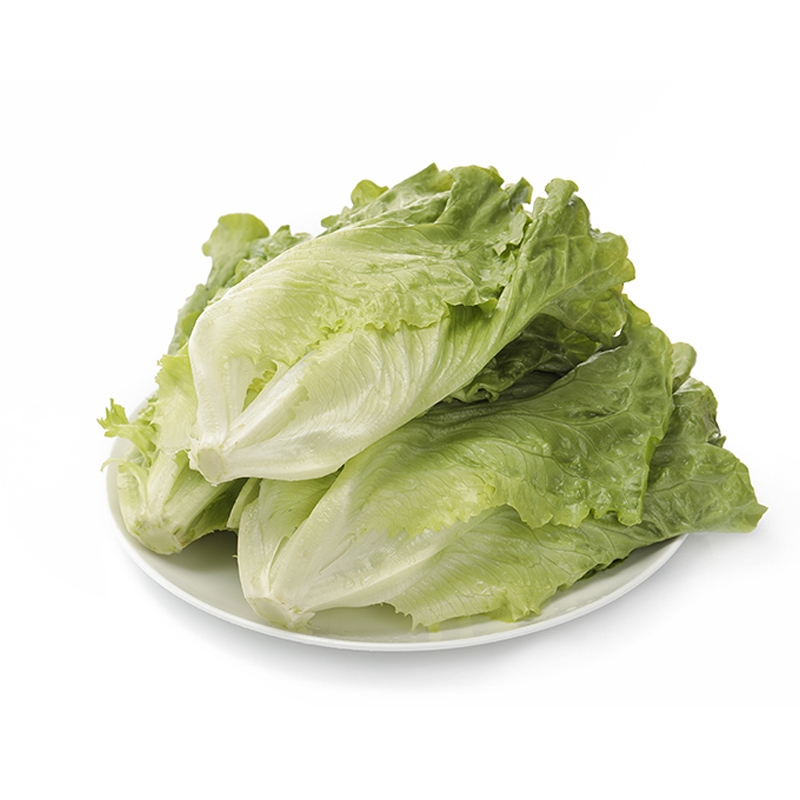 【现摘新鲜】生菜脆嫩多汁 鲜嫩清香叶大而脆可生食味美可口