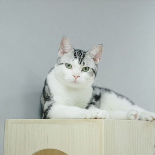 【3kg以下】猫咪赛季洗护 专业的护理人员配置 优质的猫咪洗护服务 让您的猫咪更加清洁漂亮