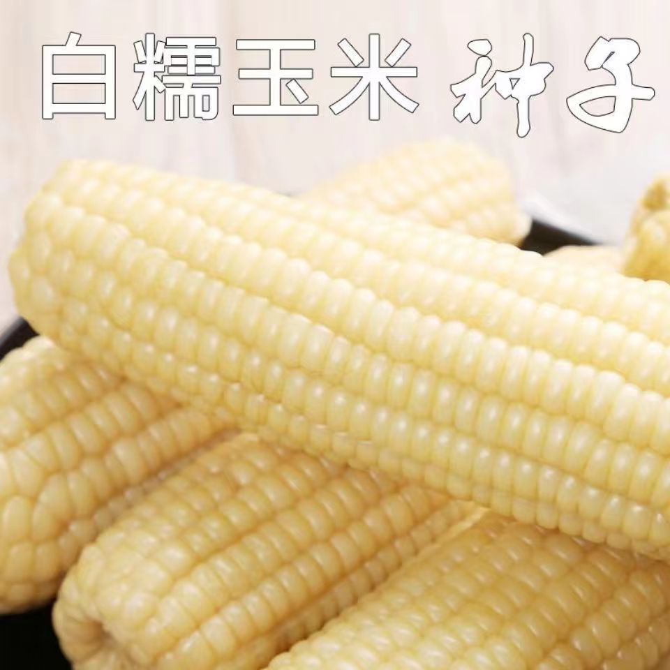 白甜加糯玉米种子甜软糯白玉米种籽高产量耐热抗病早熟粮食种子50颗左右