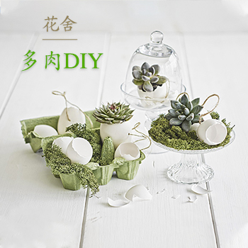 【精品】多肉DIY组合 迷你可爱 净化空气 减轻辐射