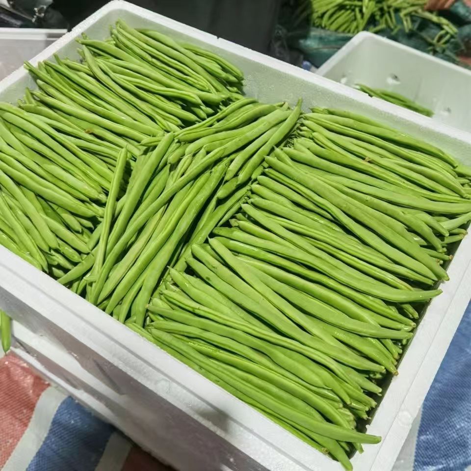 云南新鲜蔬菜四季豆芸豆现摘菜基地直采【云秀川】玉豆角有点甜