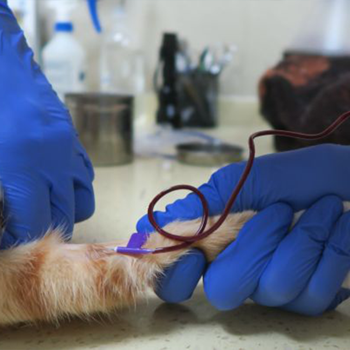 【宠物体检】爱宠猫咪狗狗全面体检尊享套餐关注爱宠健康