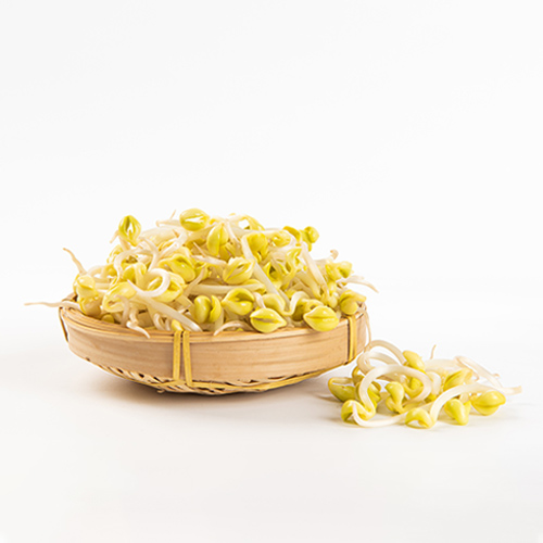 黄豆芽生态蔬菜新鲜黄豆芽 黄豆芽1斤