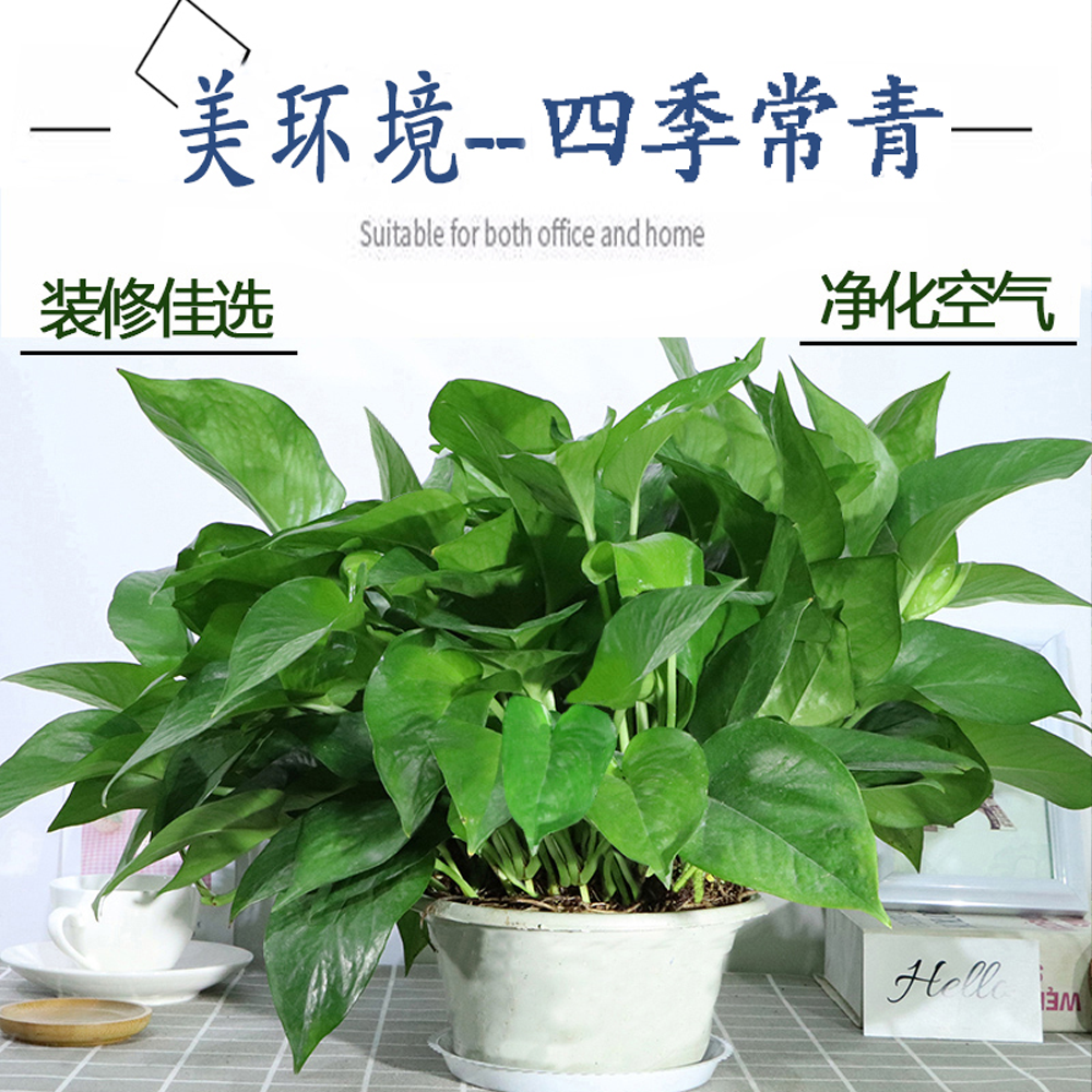 绿萝盆栽室内花卉绿植物长藤大叶盆四季常绿水培土养办公客厅绿箩