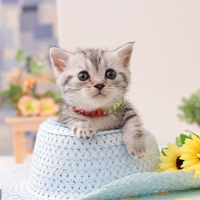 【猫咪洗浴】猫咪爱宠精心洗浴护理爱宠更干净主人更开心