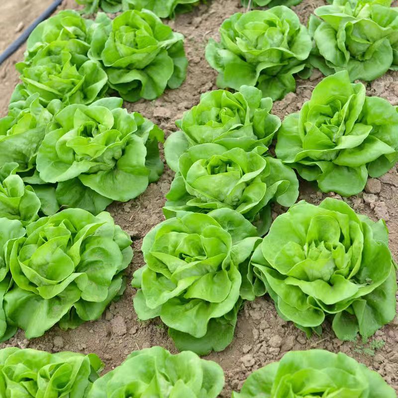 生菜籽种子四季播种抗热奶油生菜生菜阳台庭院蔬菜种子送肥料