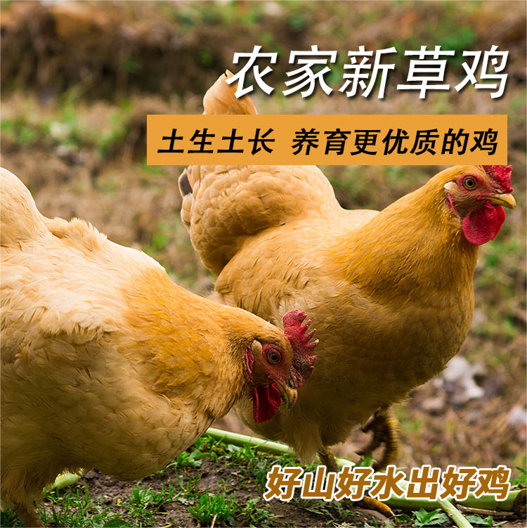 农家散养新草鸡500g鸡肉生鲜煲汤食材      