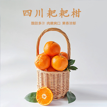 四川春见耙耙柑 科学种植 清甜脆嫩多汁 果皮光滑有光泽
