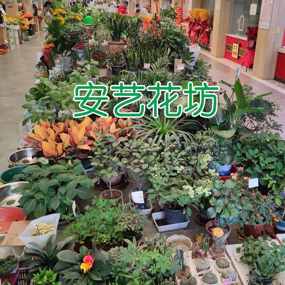 安艺花坊·鲜花绿植·黎安集